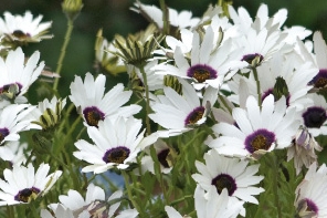 استئوسپرموم الوان